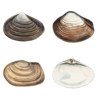 Pastele Clam Shell Varieties Collection Printable Editable Instant Digital Download 300 Dpi PNG EPS File Megabundle Illustrations Cute Hand Drawn Images Sticker for Fabric Clothing Embroidery Decoration Commercial Personal Use