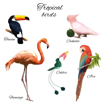 Pastele Colorful Exotic Fauna Tropical Bird Collection Printable Editable Instant Digital Download 300 Dpi PNG EPS File Megabundle Illustrations Cute Hand Drawn Images Sticker for Fabric Clothing Embroidery Decoration Commercial Personal Use