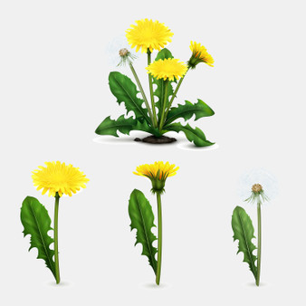 Pastele Dandelion Clipart Collection Set of Digital Download Editable Artwork Ready to Use PNG EPS 300 Dpi File Bundles Clip Art for Wallpaper Wall Decor T-Shirt Clothing Fabric Print Embroidery Paper products Invitations Stickers