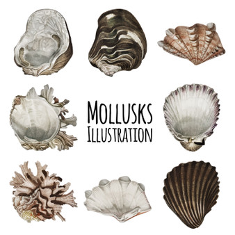Pastele Mollusks Illustration Megabundle Clipart Instant Digital Download Printable Editable Vector Clipart Decoration Greeting Card Wall Decor Stickers Label Party Supplies Poster T-Shirt Clothing Embroidery Birthday