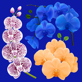 Pastele Orchid Branches With Colorful Flowers Clipart Collection Set of Digital Download Editable Artwork Ready to Use PNG EPS 300 Dpi File Bundles Clip Art for Wallpaper Wall Decor T-Shirt Clothing Fabric Print Embroidery Invitations Stickers