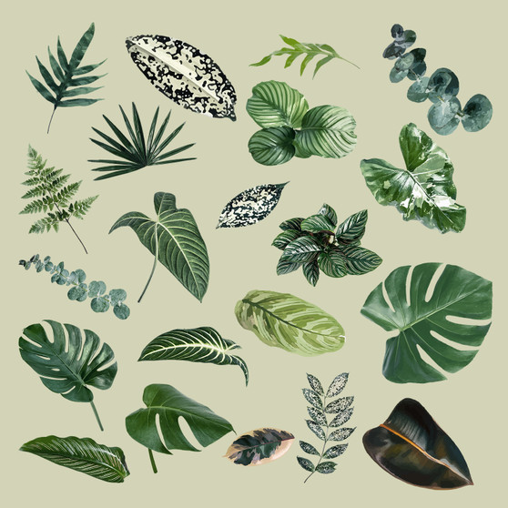 Pastele Green Tropical Leaf Clipart PNG Eps 300 Dpi File Collection Editable Printable Artwork Vector Design Graphics Transparent Background Scrapbook Print Paper Product T-Shirt Tank Top Wall Decor Stickers Greeting Card Birthday Digital Download