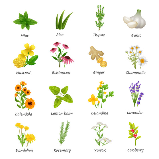 Pastele Healing Herbs And Medicinal Plants Set of Clipart Collection Printable Editable Digital Download PNG EPS File 300 Dpi Clip Art for Paper Products Invitations Greeting Card Stickers Embroidery Clothing Commercial and Personal Use