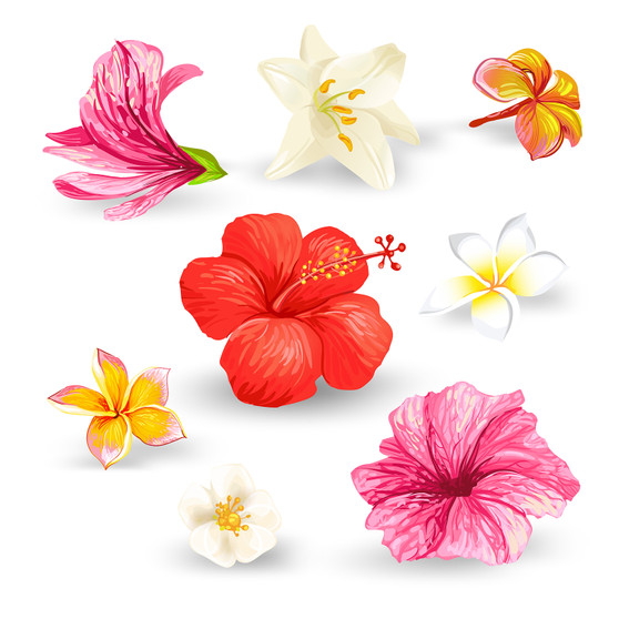 Pastele Hibiscus Flowers Set of Clipart Collection Printable Editable Digital Download PNG EPS File 300 Dpi Clip Art for Paper Products Invitations Greeting Card Stickers Embroidery Clothing Commercial and Personal Use