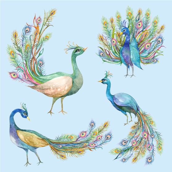 Pastele Watercolor Peacock Clipart Digital Download Printable File Editable Artwork Instant Download PNG EPS File 300 Dpi Paper Products Invitations Greeting Card Stickers Birthday Clothing Stationary Scrapbooking