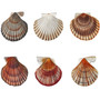 Pastele Clam Clam Shell Varieties Collection Collection Printable Editable Instant Digital Download 300 Dpi PNG EPS File Megabundle Illustrations Cute Hand Drawn Images Sticker for Fabric Clothing Embroidery Decoration Commercial Personal Use