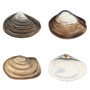 Pastele Clam Shell Varieties Collection Printable Editable Instant Digital Download 300 Dpi PNG EPS File Megabundle Illustrations Cute Hand Drawn Images Sticker for Fabric Clothing Embroidery Decoration Commercial Personal Use