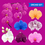 Pastele Orchid Flowers Clipart Collection Set of Digital Download Editable Artwork Ready to Use PNG EPS 300 Dpi File Bundles Clip Art for Wallpaper Wall Decor T-Shirt Clothing Fabric Print Embroidery Paper products Invitations Stickers