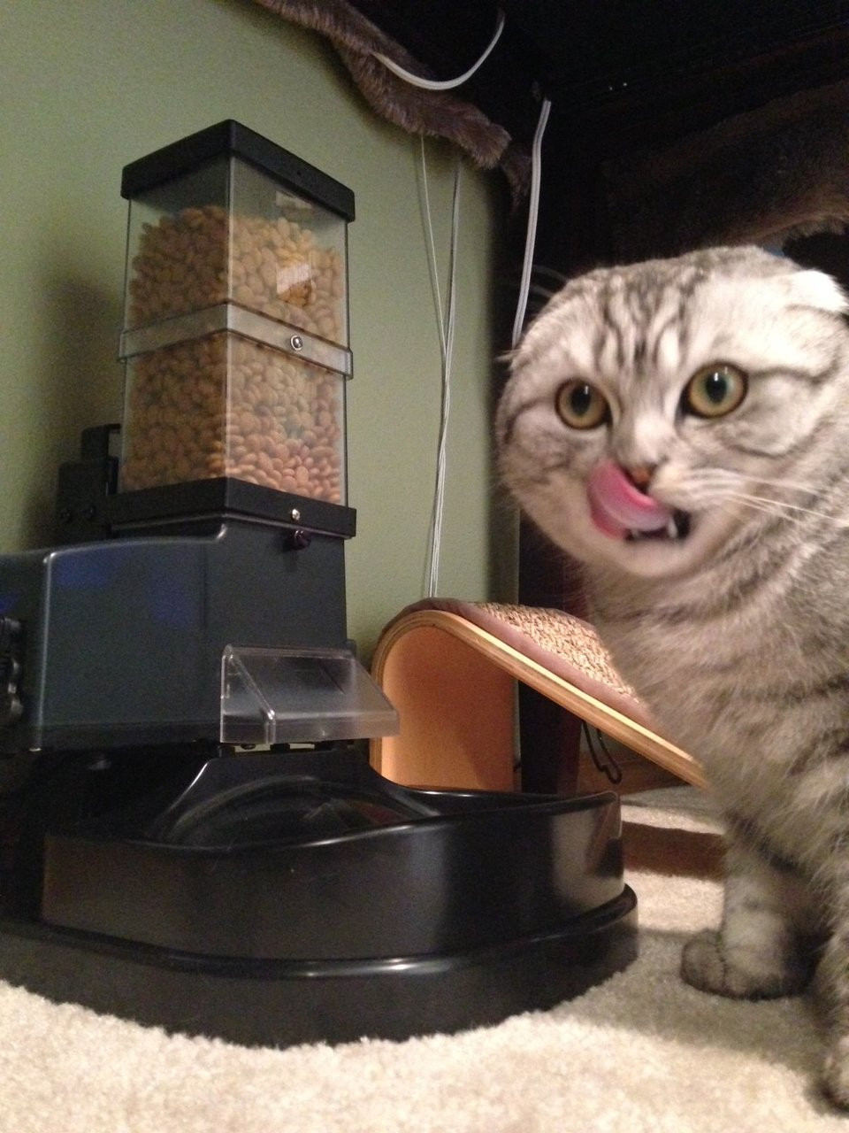 Automatic Cat Feeder Super Feeder Combo 17a