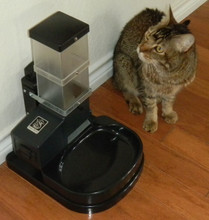 Auto Cat Feeder Digital Timer Deal 17d Stand Bowl