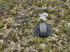 Ly 1 Tent 4S (inc Footprint)