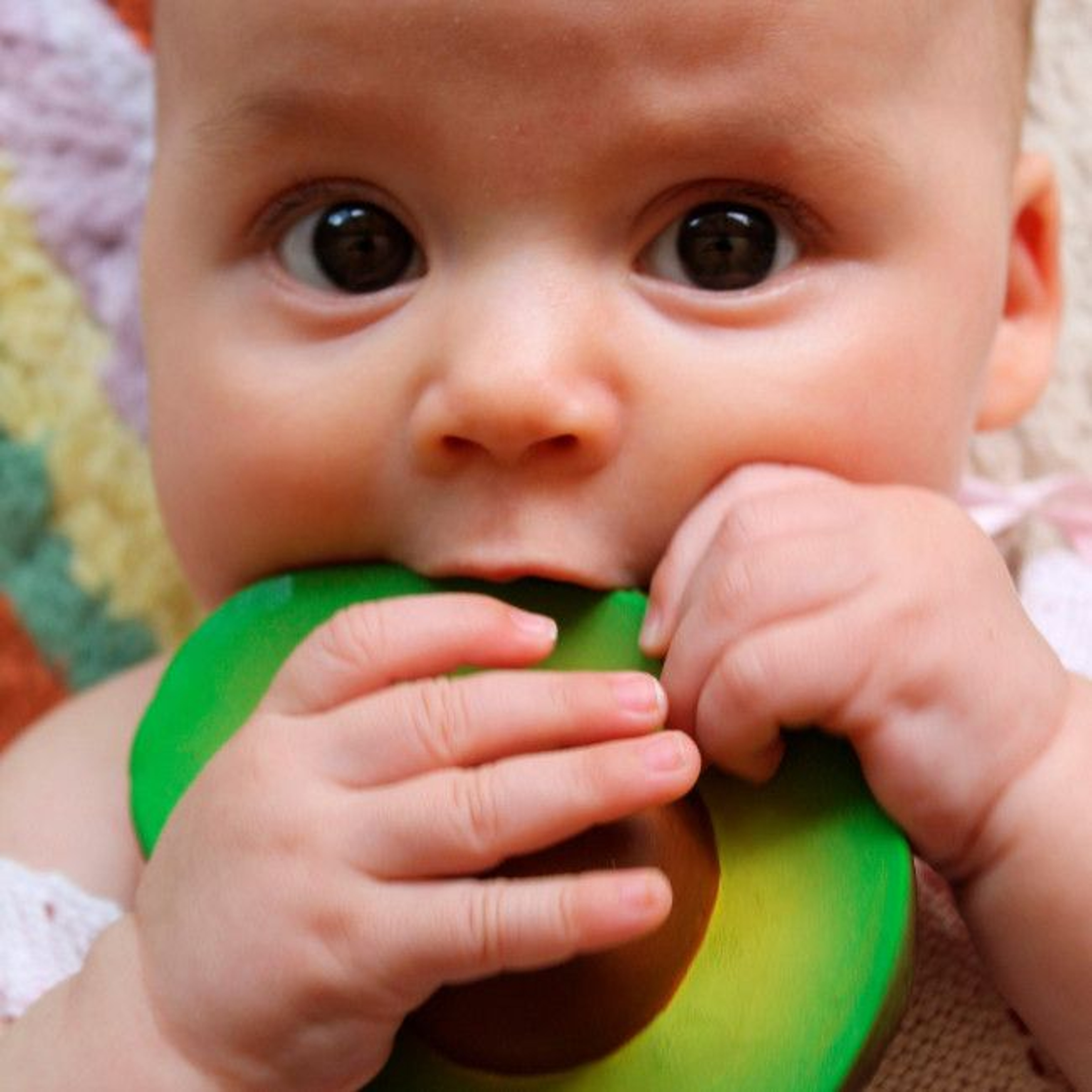 oli_carol_mordedor_abacate_arnold004