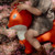 find_that_hippo_raposa_saltitona006