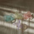 suavinex_chupeta_smoothie_night_day_veiled_rose001