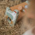 Little Dutch Jogo de Martelar e Rolar em Madeira Little Farm +12M LD7146
