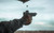Lifestyle | PX-9 | Tactical with a red dot, firing, case in the air