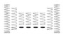Eibach 15-16 Can-Am Maverick Pro-UTV - Stage 3 Performance Spring System (Set Of 8 Springs)