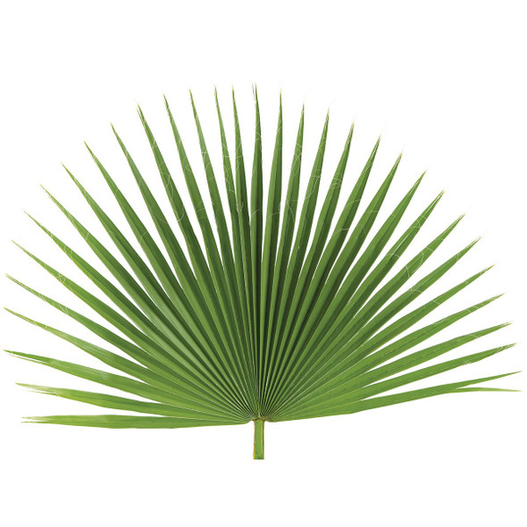 Fan Palm 4/Bg
