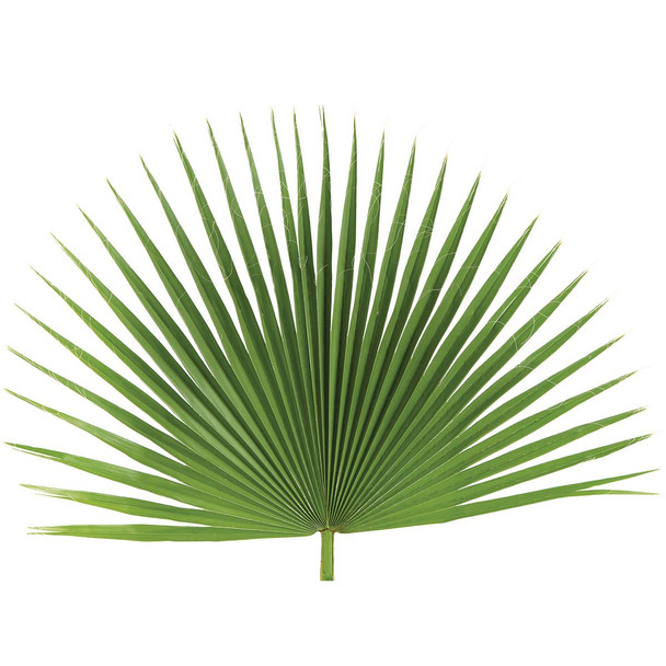 Fan Palm 4/Bg