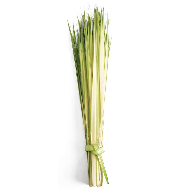 Long Palm Strips 24"-36" 100/Pk