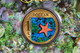 2007 Biscuit Star Fish Ocean Series One Dollar Coloured Frosted Uncirculated Coin