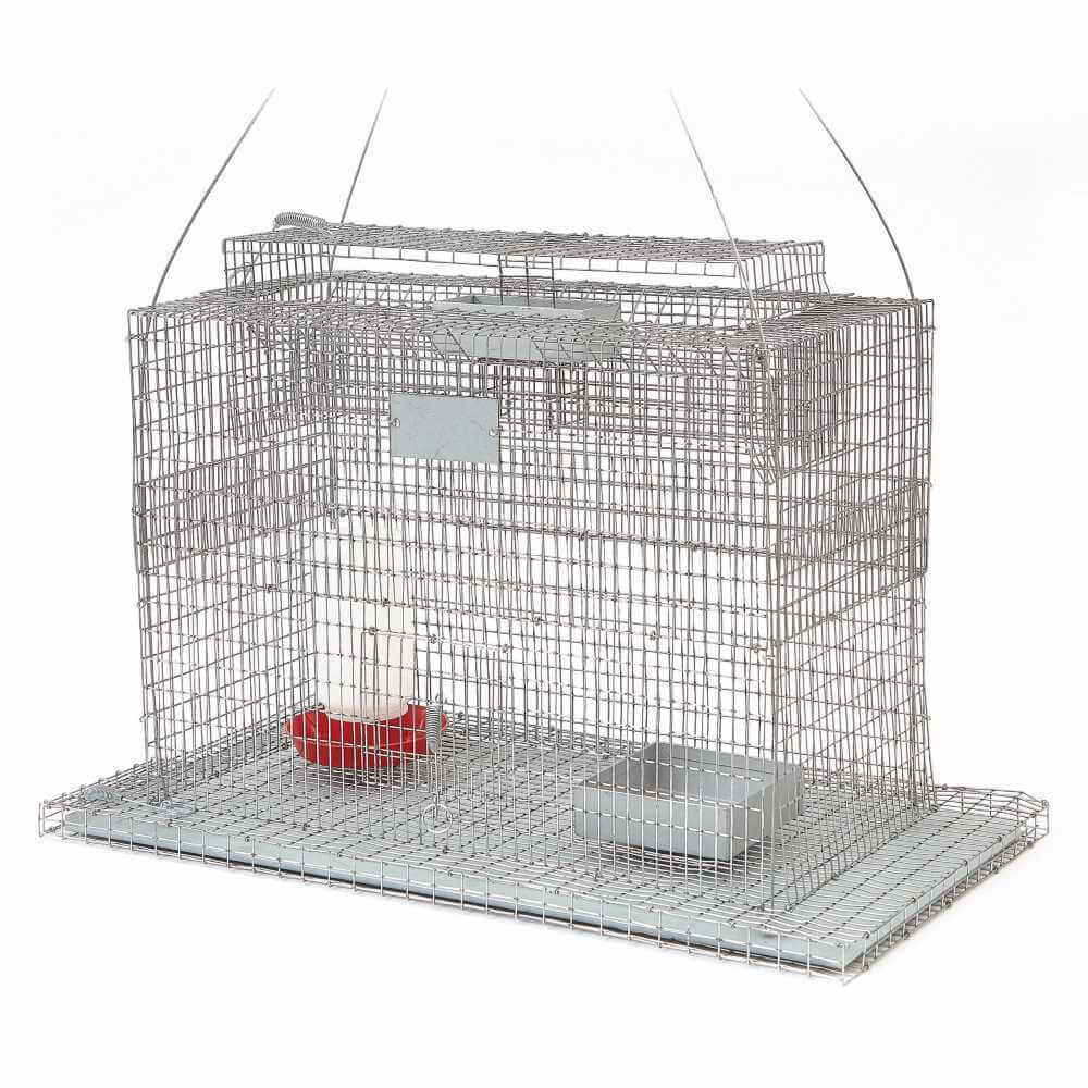 Top Products For Sparrow Control How To Choose The Best Solutions To