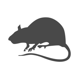 Pest Control Rat Traps, Professional Multi Captsure Vietnam