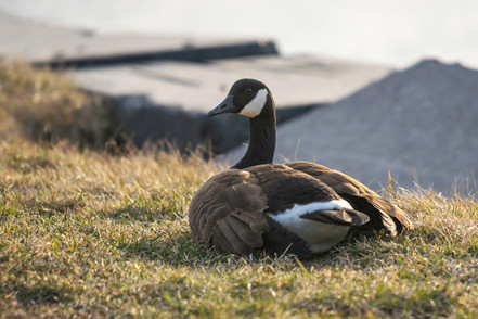 What Every Property Owner/Manager Needs to Know About Geese