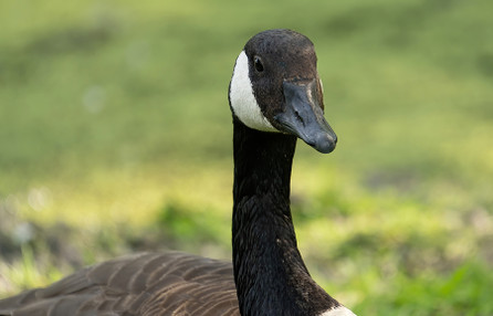 Best Canadian Goose Deterrents