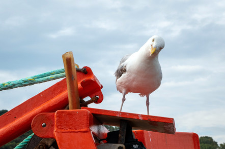 Bird-Free Boats: Effective Humane Marine Bird Control