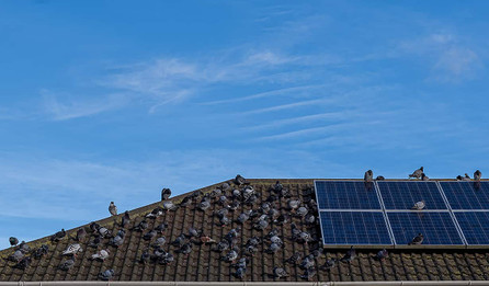 10 Questions For Your Solar Panel Bird Deterrent Installer
