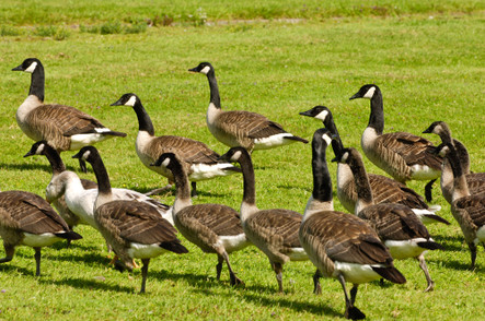 Which Avian Repellent is Right for You? Which Avian Repellent is Right for You?