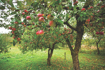 Are Pest Birds Zeroing in on Your Orchard? Time for Bird Deterrents