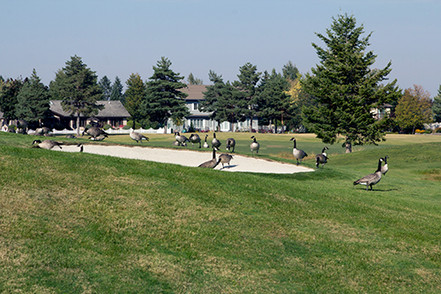 Away with Geese – Goose Control Options for Golf Courses