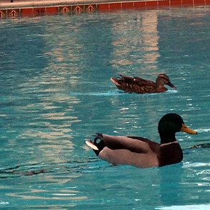 Backyard Pool Areas Need Bird Control