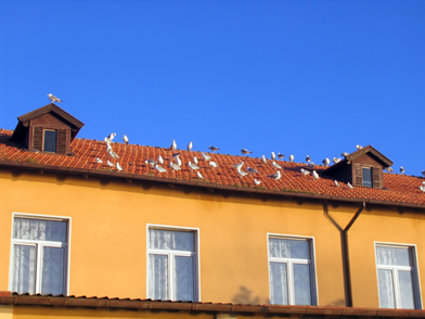 Bird B Gone Products Can Help You Get Rid of Birds