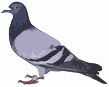 Bird Behavior a Key to How to Get Rid of Pest Birds