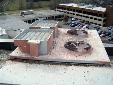 Bird Control as Standard RAM