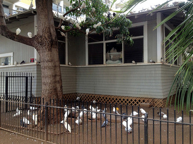 Bird Control Experts Share Top 5 Secrets in How to Keep Birds Away Bird Control Experts Share Top 5 Secrets in How to Keep Birds Away