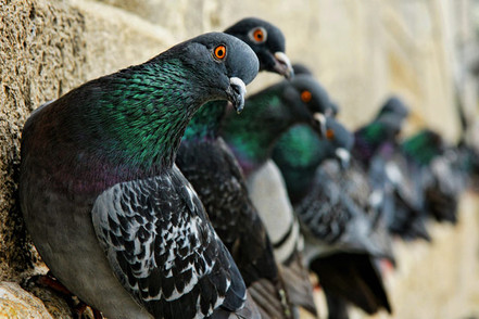 Bird Control Needed to Protect National Historic Landmarks