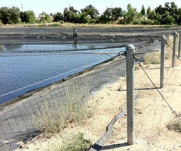 Bird Netting Could Have Saved Company $3 Million in Fines