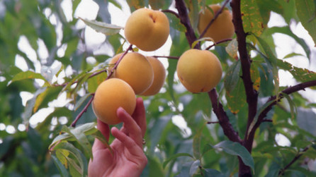 Using Bird Netting for Trees Can Save Your Fruit