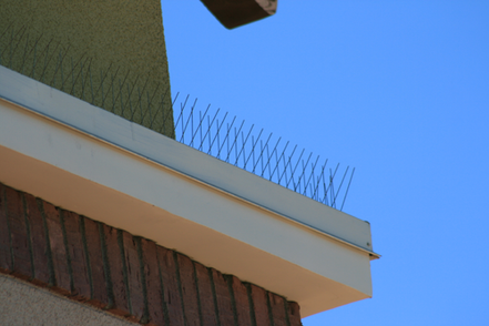 Bird Spikes for Remodels and Retrofits