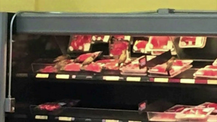 Birds Loiter and Feast on Supermarket Meat Aisle