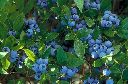 Blueberry Bush Netting to the Rescue Blueberry Bush Netting to the Rescue