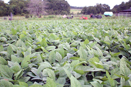 Crop Netting Needed For Large Agricultural Areas and Backyards