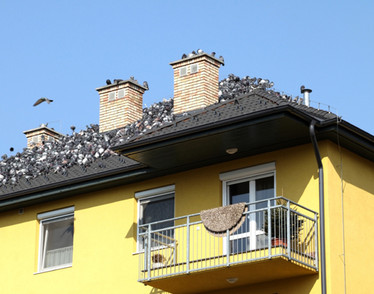 Do Not Fear Backyard Bird Repellents