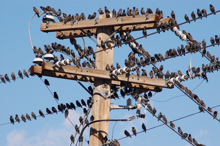 Flocking Birds and the Problems they Cause