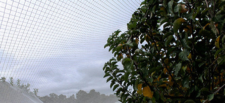 Fruit Tree Netting  A Must