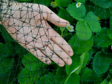 Garden Bird Netting Protects Your Bounty